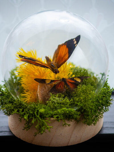 Composition duo papillons
